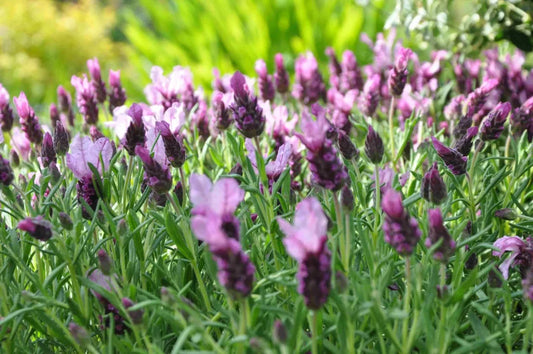 Rosmaninho – rosmarinho - alecrim – lavanda