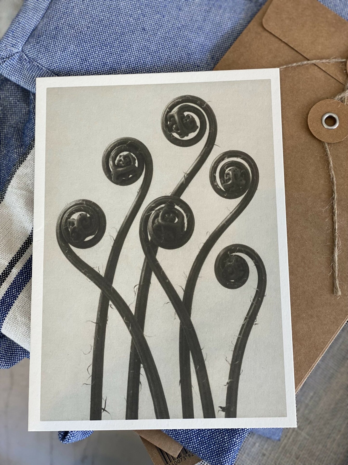Postal Karl Blossfeldt (Adiatum Pedatum) image 1