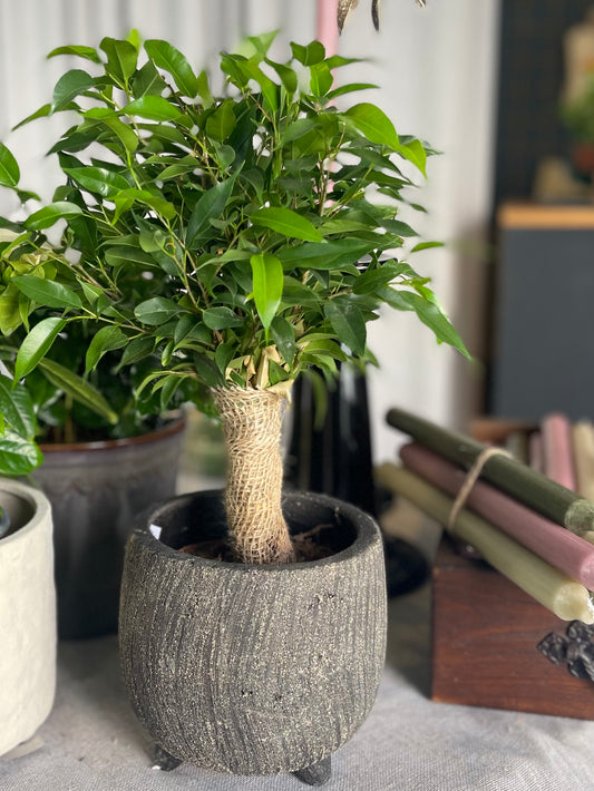 Vaso castanho Cino