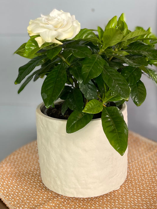 Vaso branco mate