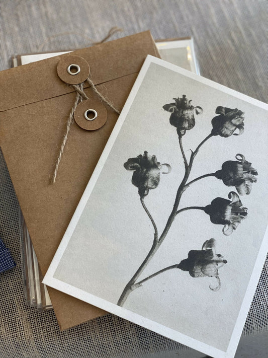 Postal Karl Blossfeldt (Ribes Nigrum) image 0