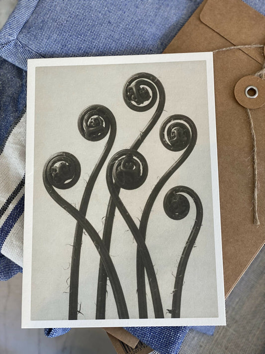 Postal Karl Blossfeldt (Adiatum Pedatum) image 1