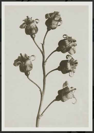 Postal Karl Blossfeldt (Ribes Nigrum) image 1