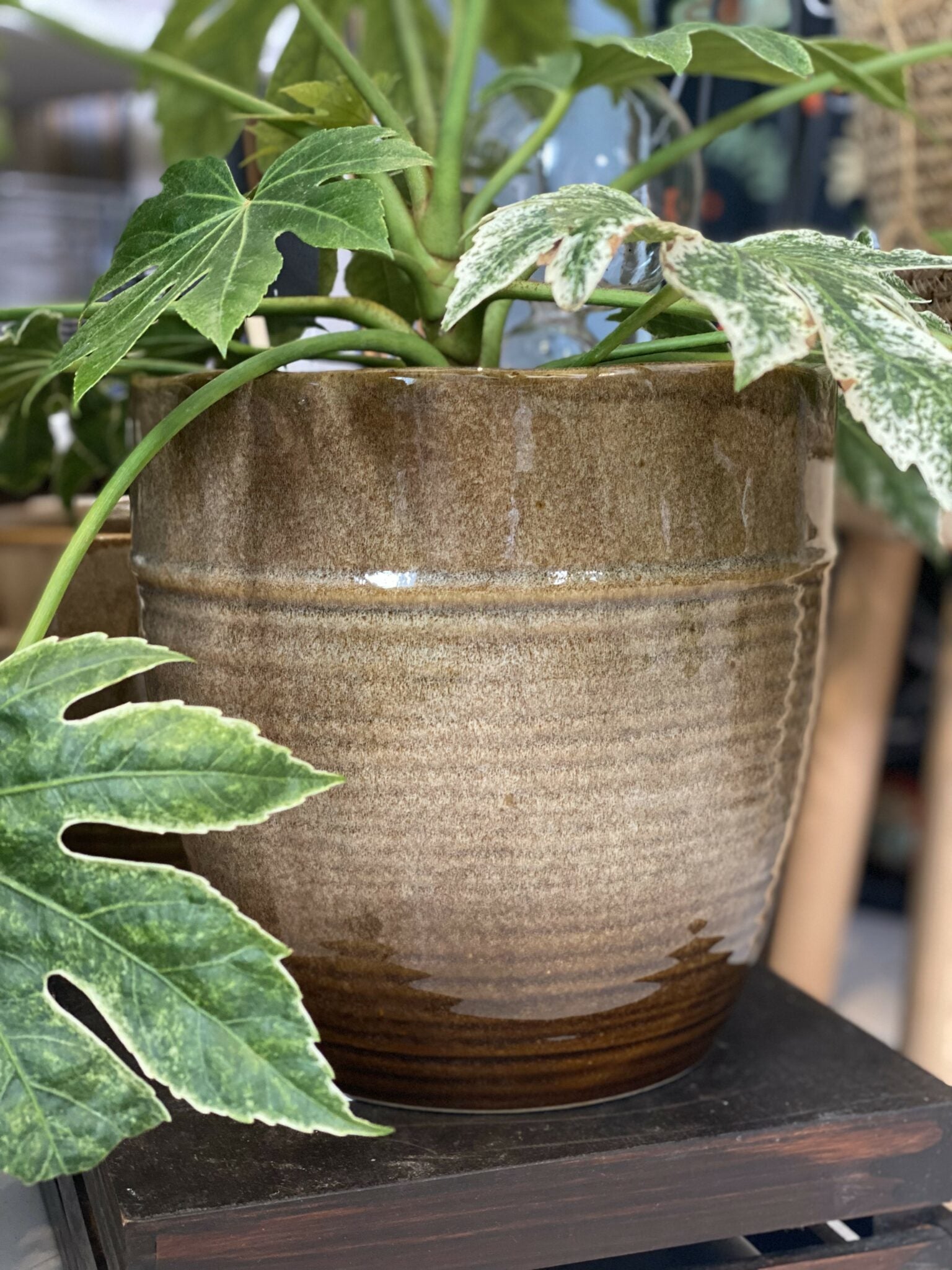 Vaso castanho Emmylo image 0
