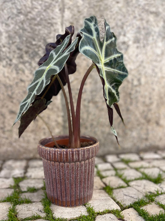 vaso diego image 0
