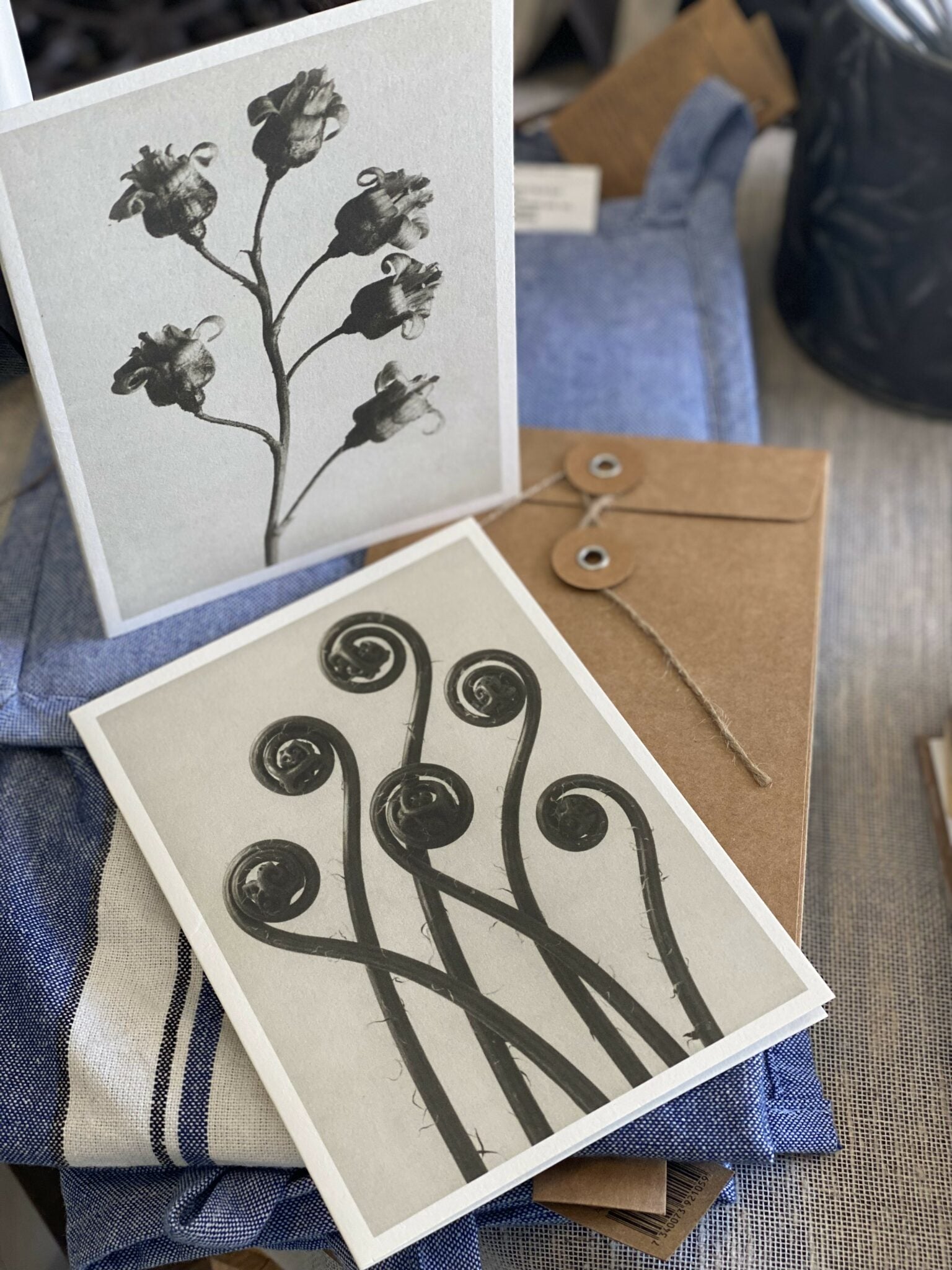 Postal Karl Blossfeldt (Adiatum Pedatum) image 0