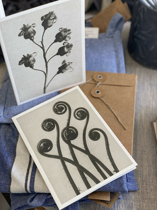 Postal Karl Blossfeldt (Adiatum Pedatum) image 0