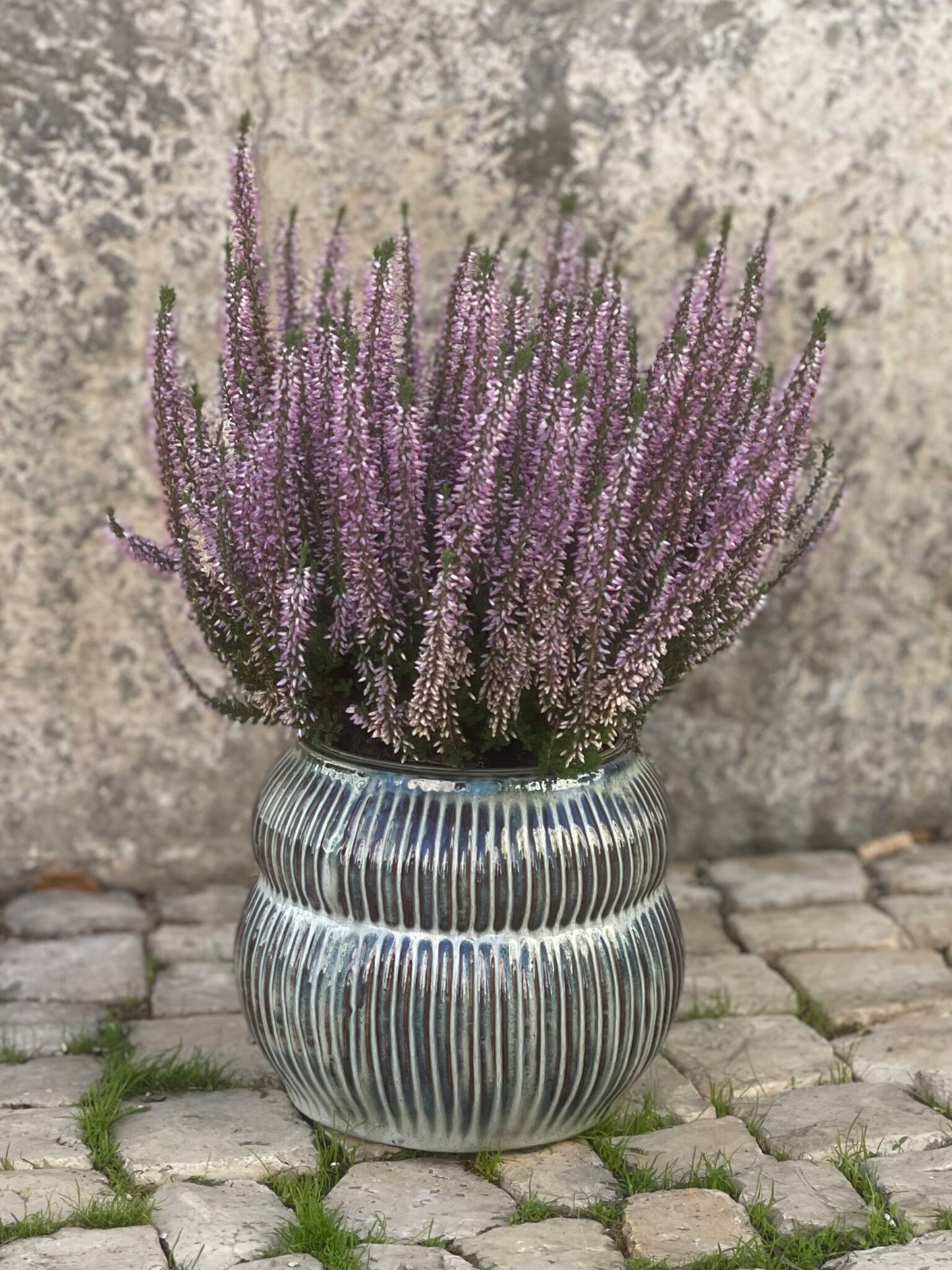 vaso barry image 0