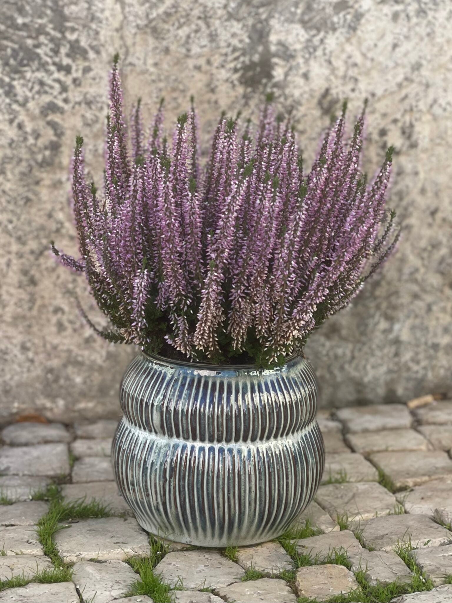 vaso barry image 0