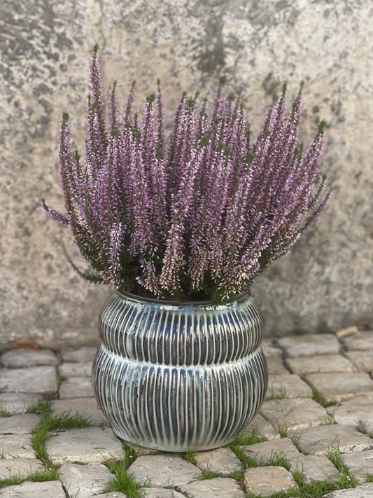 vaso barry image 0